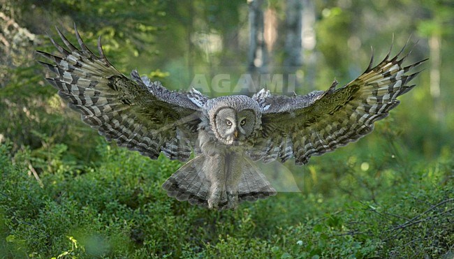 Laplanduil vliegend; Great Grey Owl flying stock-image by Agami/Jari Peltomäki,