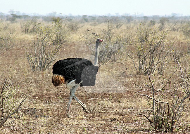 Struisvogel lopend in het Krugerpark; Walking Ostrich (Struthio camelus) in the Krugerpark stock-image by Agami/Karel Mauer,