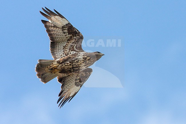 Common Buzzard (Buteo buteo), adult in flight seen from below stock-image by Agami/Saverio Gatto,