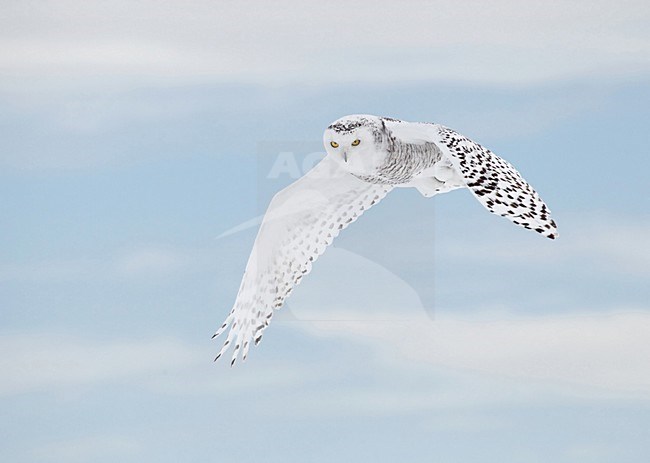 Sneeuwuil in vlucht, Snowy Owl in flight stock-image by Agami/David Hemmings,