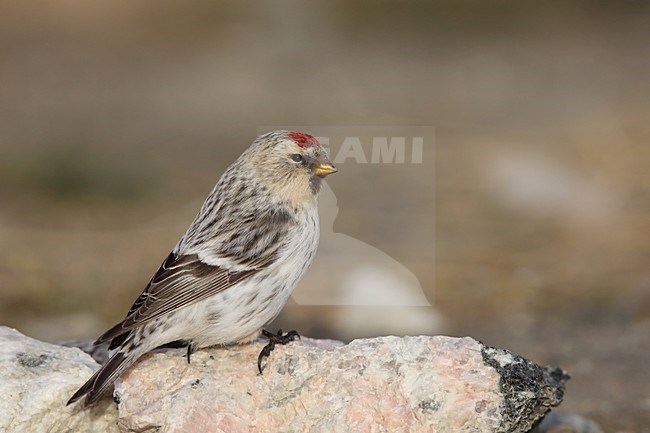 Witstuitbarmsijs op de grond, Arctic Redpoll on the ground stock-image by Agami/Chris van Rijswijk,