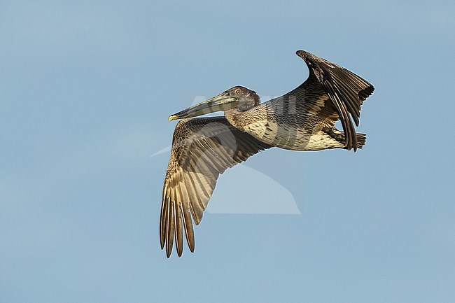 Immature Brown Pelican (Pelecanus occidentalis) in full breeding plumage flying along the coast of Galveston County, Texas, during spring. stock-image by Agami/Brian E Small,