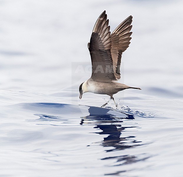 Long-tailed Skua (Stercorarius longicaudus) adult moulting to winter plumage, flying off Madeira above the Atlantic ocean stock-image by Agami/Marc Guyt,