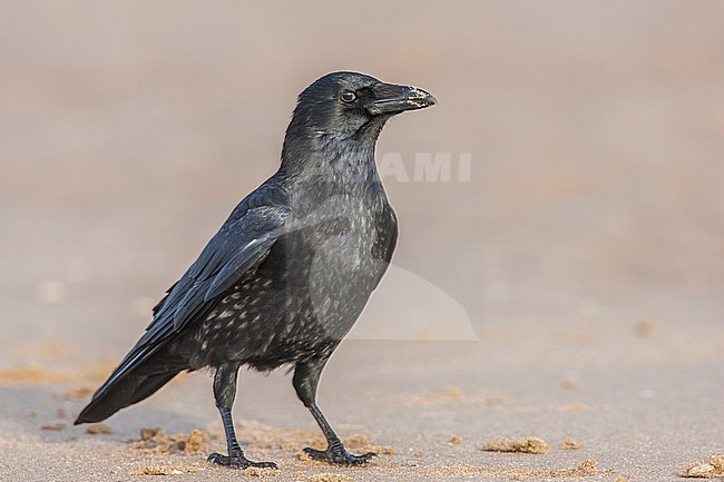 Zwatte Kraai staand op het strand; Carrion Crow standing at the beach stock-image by Agami/Menno van Duijn,