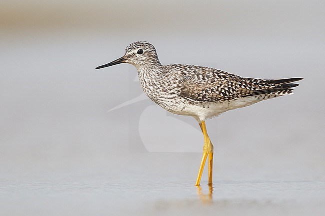 Adult breeding
Galveston Co., TX
April 2012 stock-image by Agami/Brian E Small,