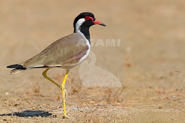 Red-wattled Lapwing, Vanellus indicus stock-image by Agami/Saverio Gatto,