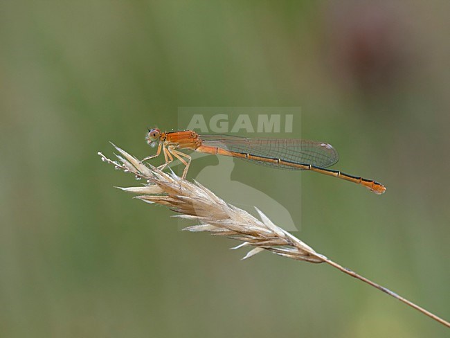 Rustende Tengere grasjuffer; resting Scarce Blue-taild Damselfly; stock-image by Agami/Walter Soestbergen,