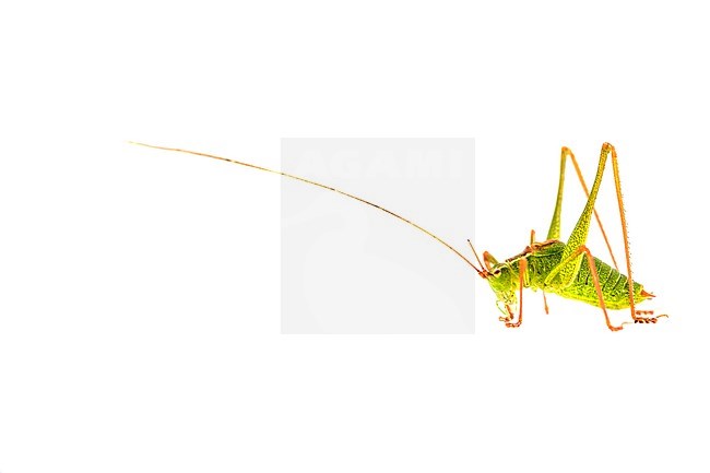 Speckled Bush-cricket, Leptophyes punctatissima stock-image by Agami/Wil Leurs,