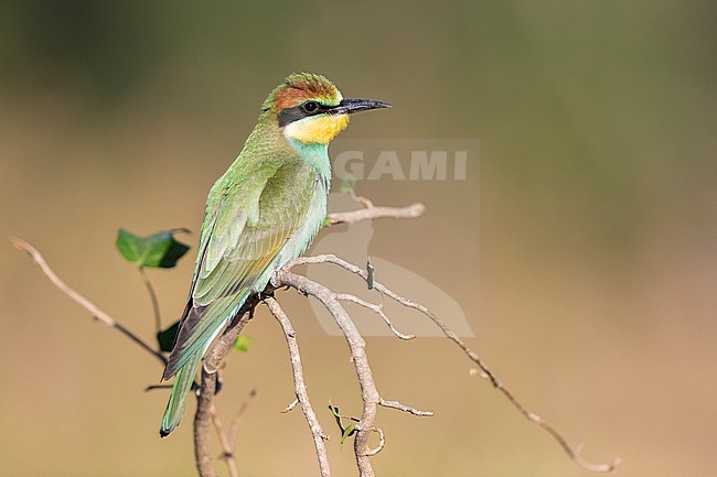 European Bee-eater (Merops apiaster), side view of a juvenile perched on a branch, Campania, Italy stock-image by Agami/Saverio Gatto,