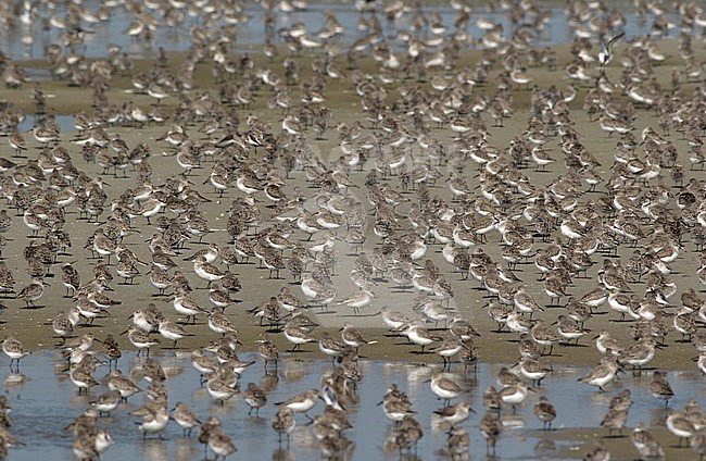 Dunlin (Calidris alpina) resting on roosting site on Griend, Netherlands stock-image by Agami/Rene Pop ,