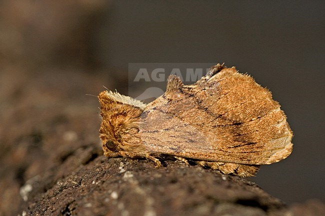 Kroonvogeltje,Coxcomb Prominent stock-image by Agami/Bas Haasnoot,