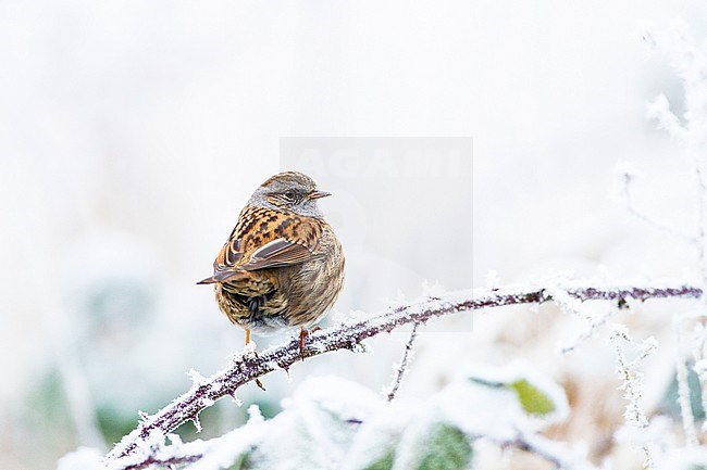 Heggenmus, Dunnock, Prunella modularis stock-image by Agami/Menno van Duijn,