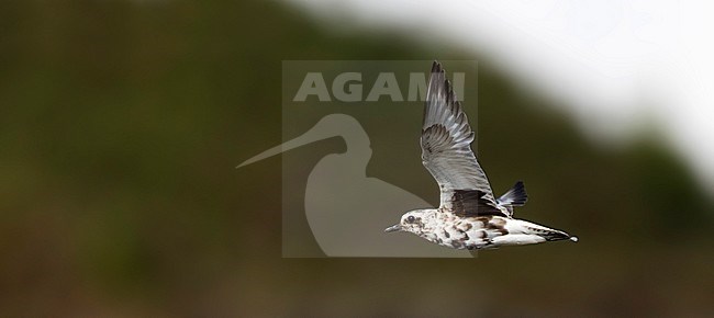 Vliegende Zilverplevier; Grey Plover (Pluvialis squatarola) in flight stock-image by Agami/Marc Guyt,