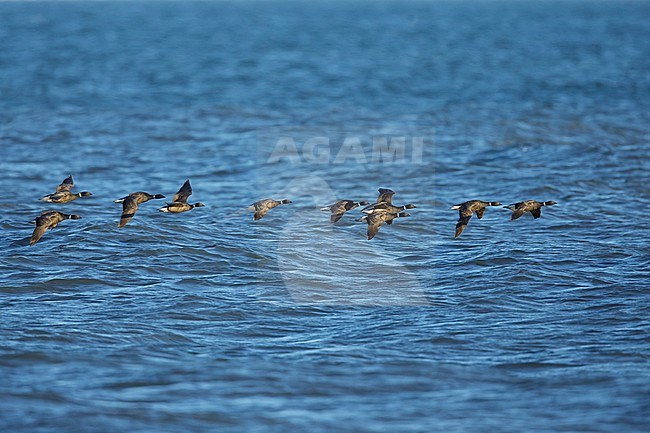 Flock of Black Brant, Branta nigricans) in formation flying low over the Pacific Ocean off Seward Peninsula, Alaska, United States. stock-image by Agami/Brian E Small,