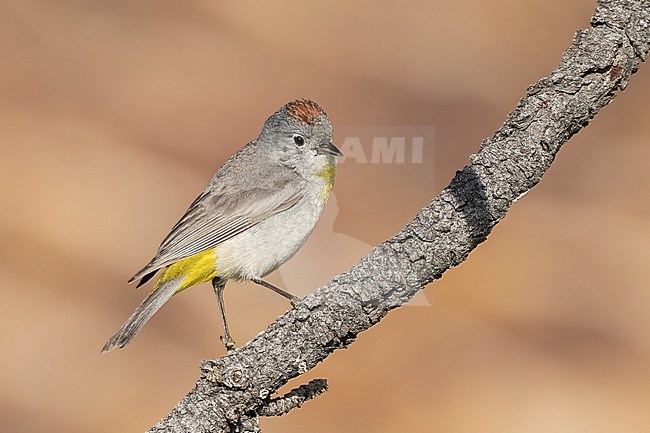 Adult
Boulder Co., CO
June 2023 stock-image by Agami/Brian E Small,