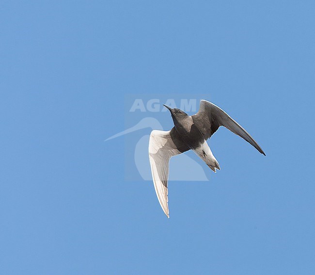 Black Tern (Chlidonias niger) in flight in the Netherlands. stock-image by Agami/Marc Guyt,
