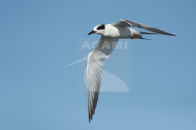 Adult Forster's Tern (Sterna forsteri) in nonbreeding plumage.
Galveston Co., Texas, USA.
April 2016 stock-image by Agami/Brian E Small,