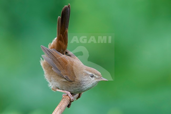 Cetti's Zanger; Cetti's Warbler; Cettia cetti stock-image by Agami/Daniele Occhiato,