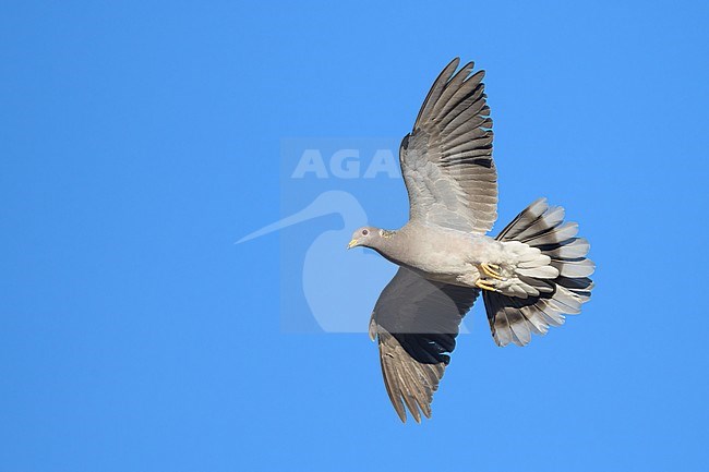 Adult
Santa Barbara Co., CA
November 2020 stock-image by Agami/Brian E Small,