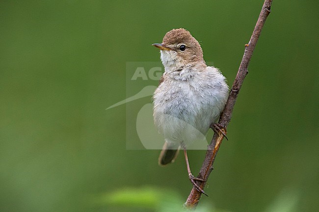 Kleine Spotvogel, Booted Warbler stock-image by Agami/Daniele Occhiato,