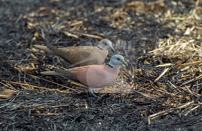 Red Collared Dove (Streptopelia tranquebarica) pair on ground at Khao Yai National Park, Thailand stock-image by Agami/Helge Sorensen,