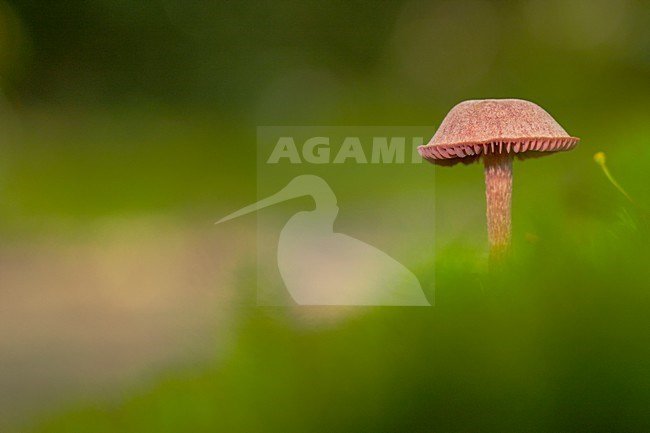 Amethistzwam, amethyst deceiver stock-image by Agami/Wil Leurs,