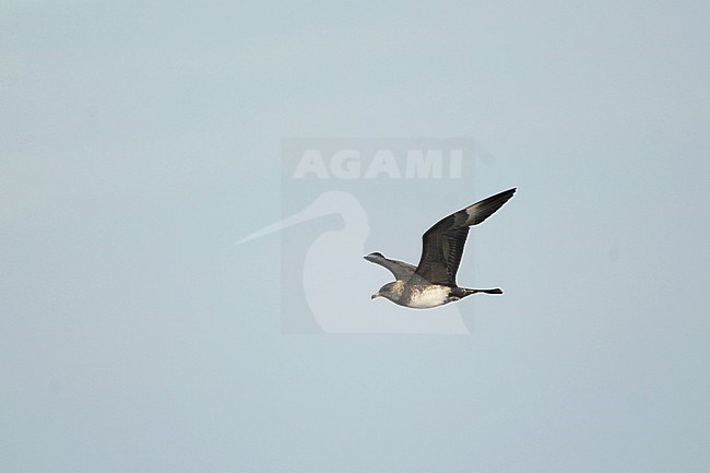 Adult Pomarine Skua (Stercorarius pomarinus) in winter plumage in flight over the Altantic ocean off the coast of northern Spain in the Bay of Biscay. stock-image by Agami/Dani Lopez-Velasco,