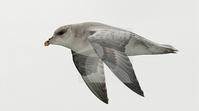 Northern fulmar in flight stock-image by Agami/Roy de Haas,