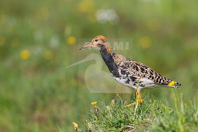 Kemphaan, Ruff, Philomachus pugnax, Poland, adult, male stock-image by Agami/Ralph Martin,