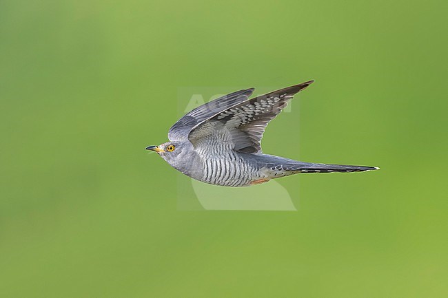 Common Cuckoo (Cuculus canorus) in Italy. stock-image by Agami/Daniele Occhiato,