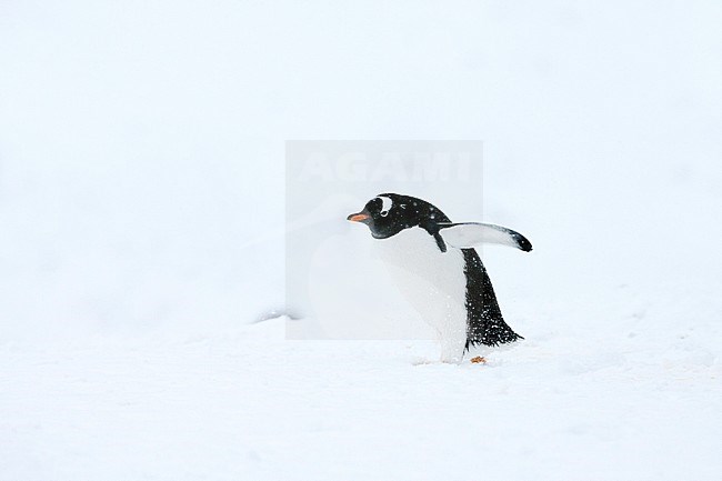 Gentoo Penguin (Pygoscelis papua) walking through the snow in Antarctica stock-image by Agami/Marc Guyt,