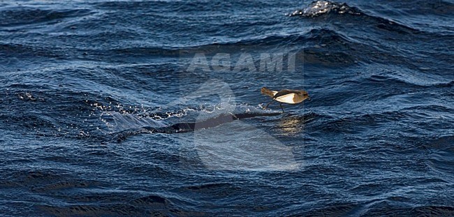 White-bellied Storm-petrel flying; Witbuikstormvogeltje vliegend stock-image by Agami/Marc Guyt,