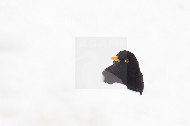 Blackbird, Turdus merula in snow and winter setting stock-image by Agami/Menno van Duijn,