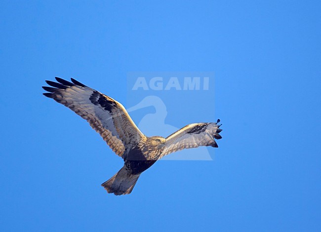 Rough-legged Buzzard flying; Ruigpootbuizerd vliegend stock-image by Agami/Markus Varesvuo,