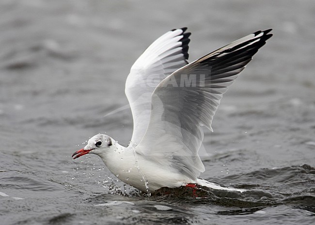 Kokmeeuw in vlucht, Black-headed Gull in flight stock-image by Agami/Markus Varesvuo,