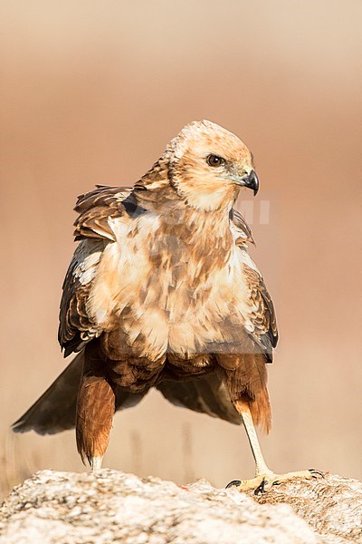 Female Western Marsh Harrier (Circus aeruginosus) standing on the ground near Toledo in Spain. stock-image by Agami/Oscar Díez,