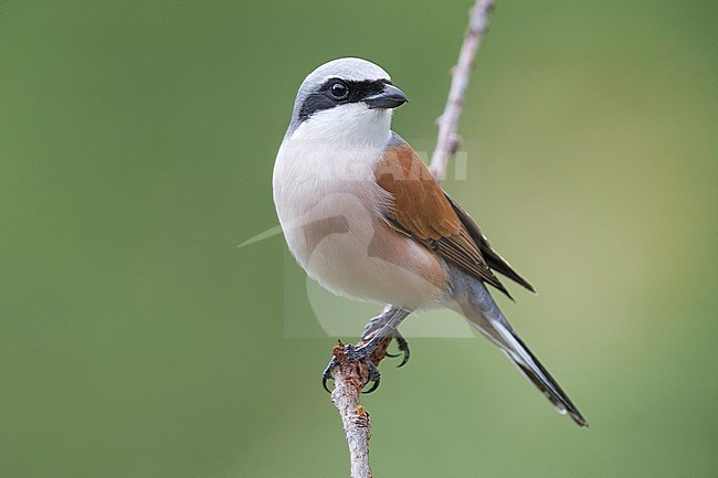 Adult male Red-backed Shrike (Lanius collurio) perched on a twig in Italy. stock-image by Agami/Daniele Occhiato,