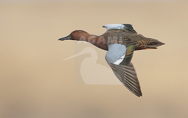 Mannetje Kaneeltaling in vlucht, Male Cinnamon Teal in flight stock-image by Agami/Mike Danzenbaker,