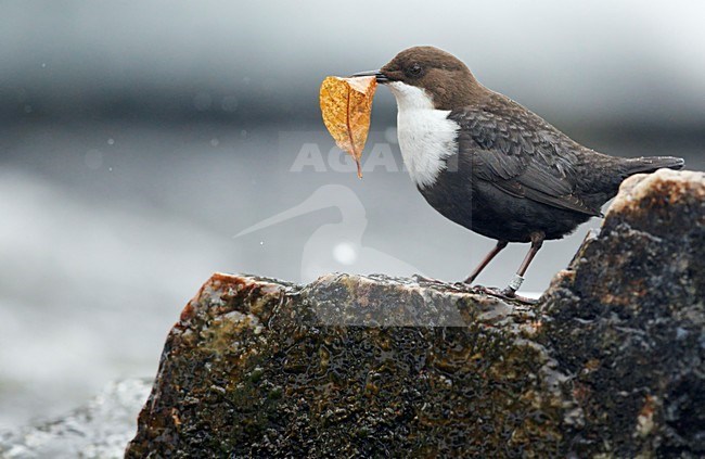 Waterspreeuw met nest materiaal, Dipper with nesting material stock-image by Agami/Markus Varesvuo,