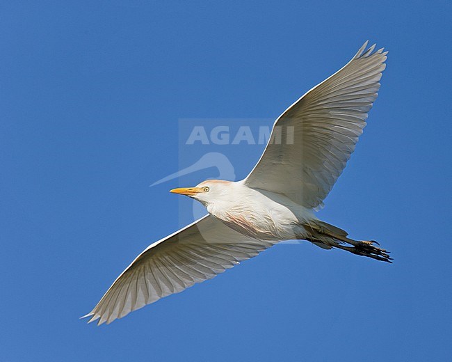 Flying adult summer plumaged Cattle Egret (Bubulcus ibis) stock-image by Agami/Ran Schols,