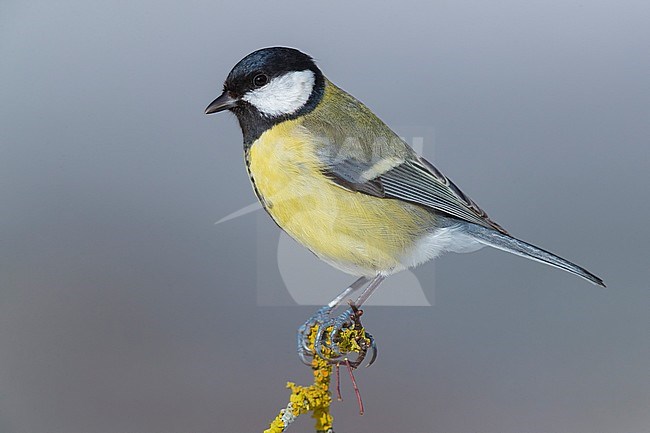 Great Tit (Parus major aphrodite), adult perched on a branch with lichens stock-image by Agami/Saverio Gatto,