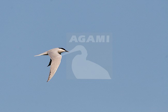 Lachstern, Gull-billed Tern, Gelochelidon nilotica, Germany, adult, summer plumage stock-image by Agami/Ralph Martin,