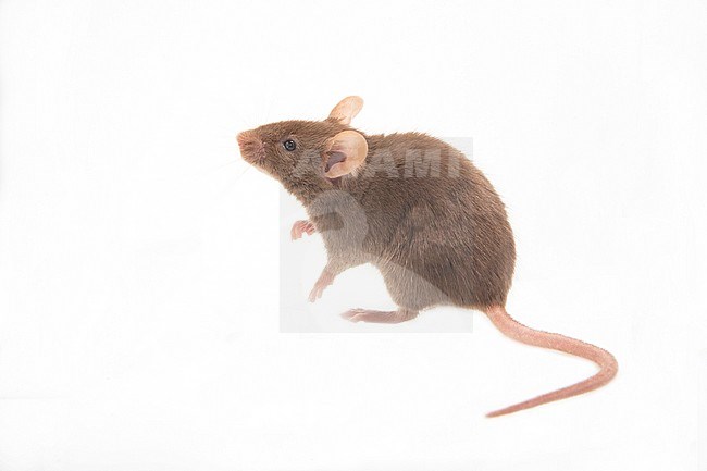 Huismuis, House Mouse, Mus musculus stock-image by Agami/Theo Douma,