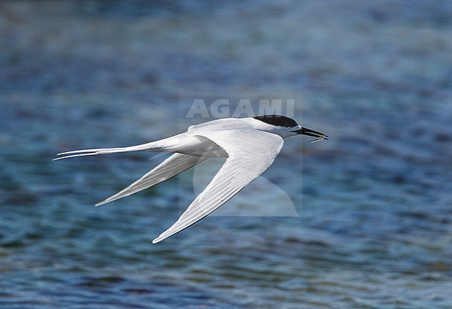 White-fronted Tern (Sterna striata) in New Zealand. Flying low over the Pacific ocean coast of the southern island. stock-image by Agami/Marc Guyt,