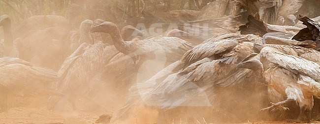 White-backed Vulture (Gyps africanus), flock feeding on a carcass, Mpumalanga, South Africa stock-image by Agami/Saverio Gatto,