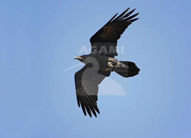 Bruinekraaf in de vlucht; Brown-necked Raven in flight stock-image by Agami/Markus Varesvuo,