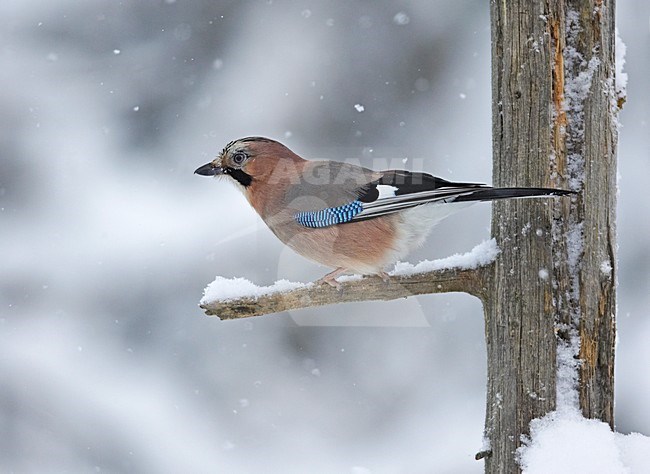 Gaai zittend op een tak in winters landschap; Jay perched on branch in wintersetting stock-image by Agami/Markus Varesvuo,