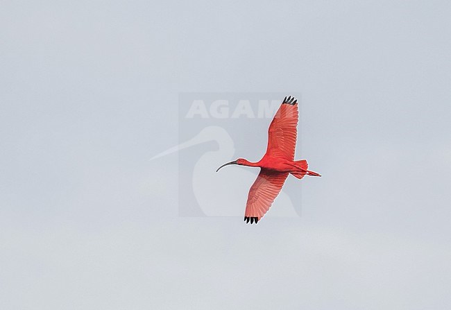 Scarlet Ibis (Eudocimus ruber) in flight over the island Trinidad in the Caribbean. stock-image by Agami/Pete Morris,