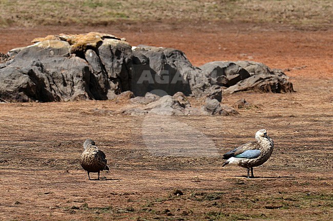 Blue-winged Goose, Cyanochen cyanoptera, standing in a grassland on the edge of a lake in Ethiopia. stock-image by Agami/Laurens Steijn,