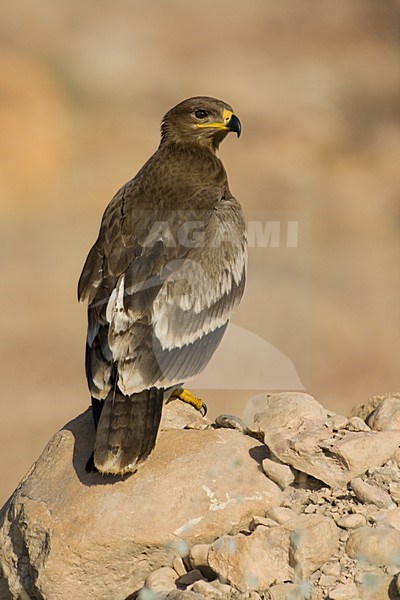 Onvolwassen Steppearend in zit; Immature Steppe Eagle perched stock-image by Agami/Daniele Occhiato,